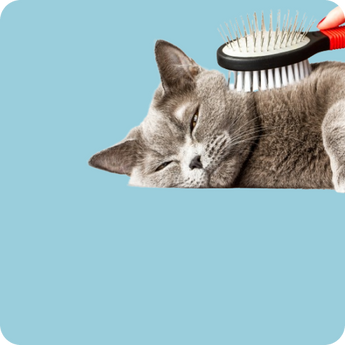 Cat Brushes & Combs
