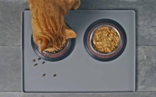 Dry Cat Food vs. Wet Cat Food