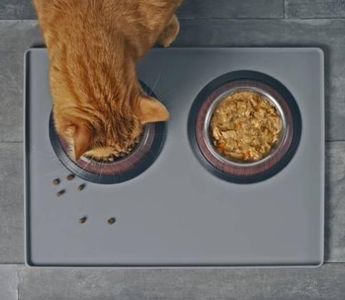 Dry Cat Food vs. Wet Cat Food