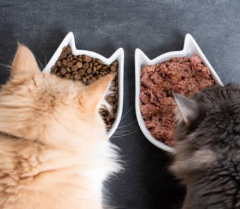 Homemade Cat Food Vs. Store-Bought Cat Food