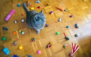 Importance of Interactive Cat Toys: What Cat Owners Need to Know