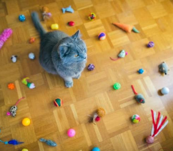 Importance of Interactive Cat Toys: What Cat Owners Need to Know