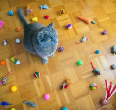 Importance of Interactive Cat Toys: What Cat Owners Need to Know