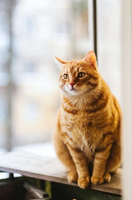 Can You Use Essential Oils for Cat Care?