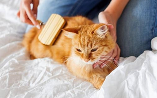 What New Cat Owners Need to Know