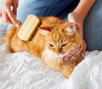 What New Cat Owners Need to Know