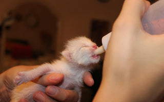 Bottle Feeding A Kitten – And Everything YOU Need To Know