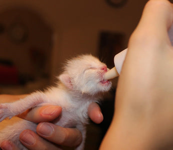 Bottle Feeding A Kitten – And Everything YOU Need To Know
