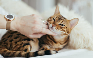 6 Grooming Essentials You Need For Your Cat